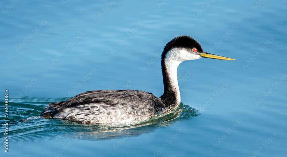 Fototapeta premium A Western Grebe (Aechmophorus occidentalis) swims in the waters of the Elkhorn Slough, near Moss Landing Harbor, along the Monterey Bay of the Pacific Coast in central California.
