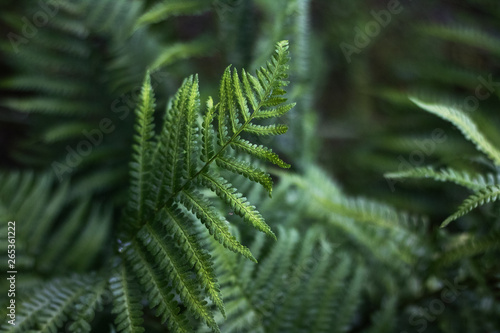 Beautiful fern leaf close-up on green background