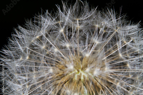 Close-up of the seadhead or blowball of a Dandelion