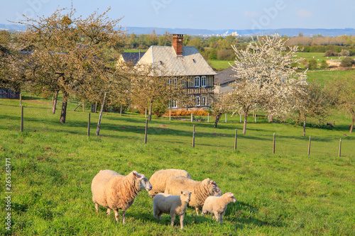 Photos Sheep in the Marais Vernier, Normandy, France