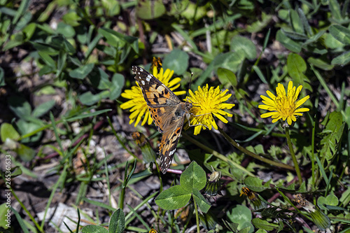 dandelion plant blooming in spring and standing on butterfly