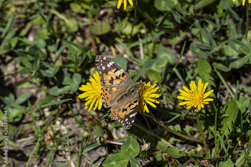 dandelion plant and butterfly flowering in spring