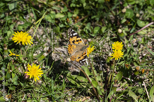dandelion plant blooming in spring and standing on butterfly