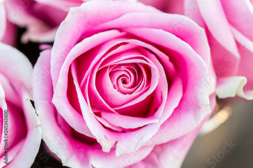 pink rose