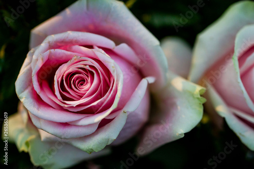 pink rose