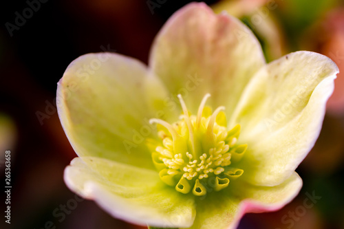 closeup of a flower