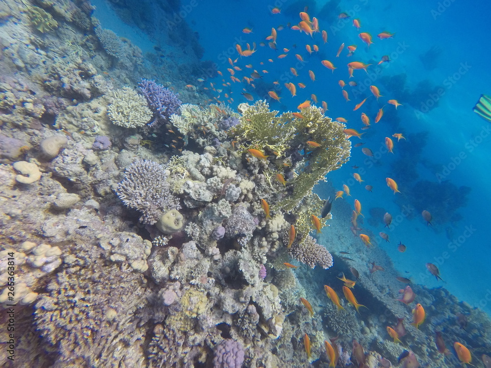 Fototapeta premium Korallen