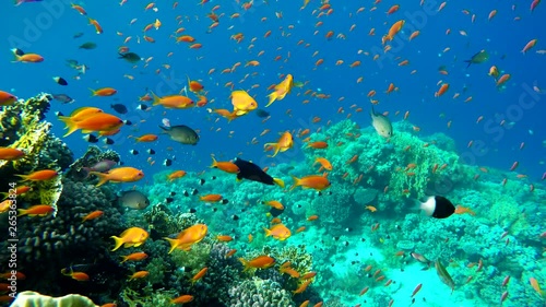 Wallpaper Mural The ocean and the corals. Colorful tropical fish. Torontodigital.ca