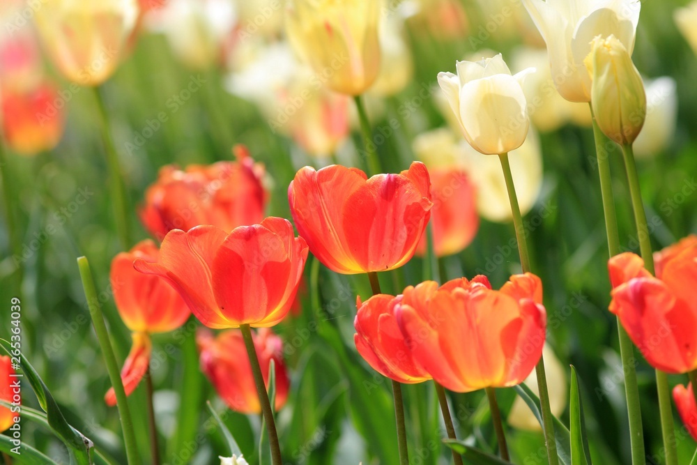 Beautiful tulips in the Park