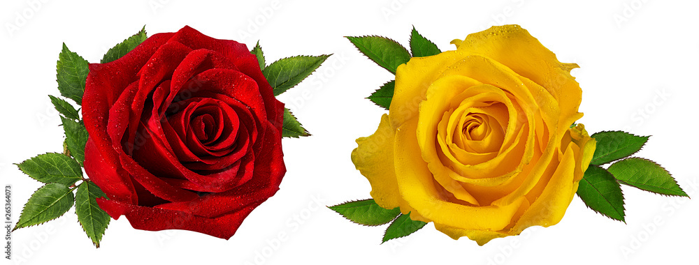 Fresh beautiful rose isolated on white background with clipping path Fresh beautiful rose isolated on white background with clipping path