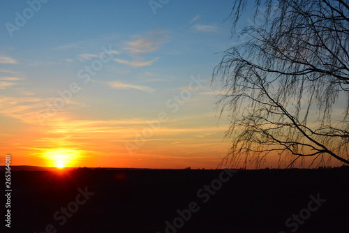 Beautiful sunset over the green field and lonely tree in the spring evening