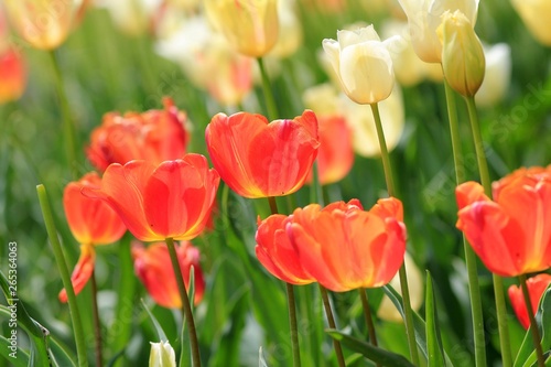 Fototapeta Naklejka Na Ścianę i Meble -  Beautiful tulips in the Park