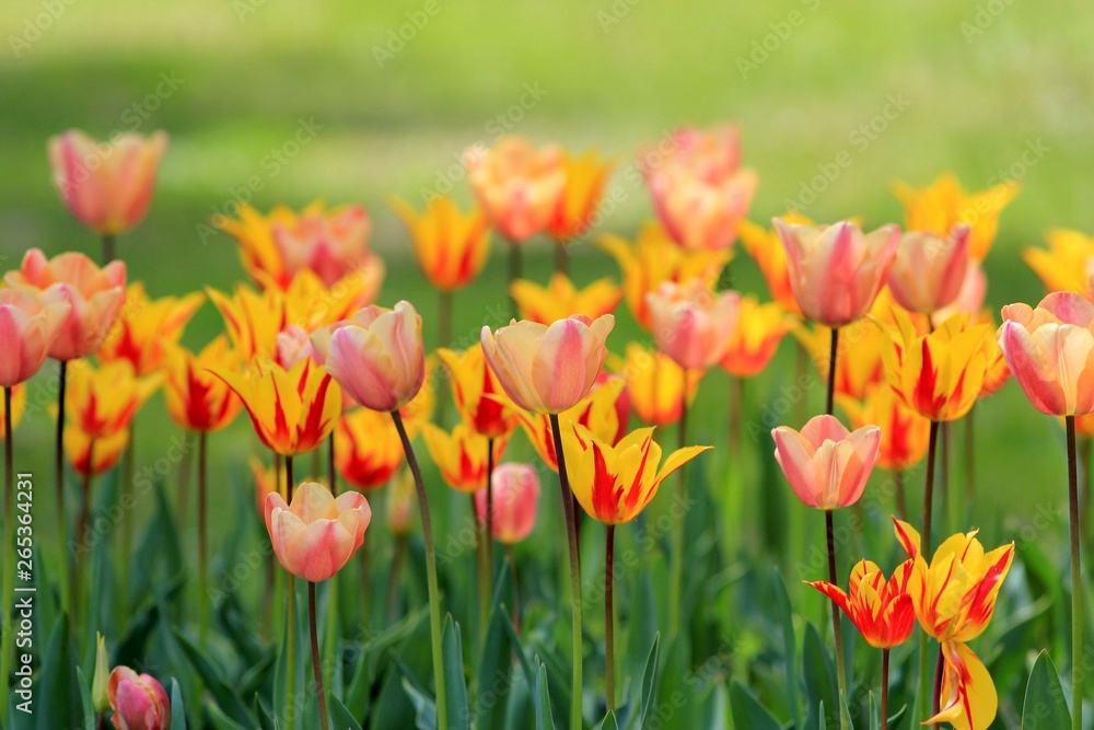 Bright tulips in the Park