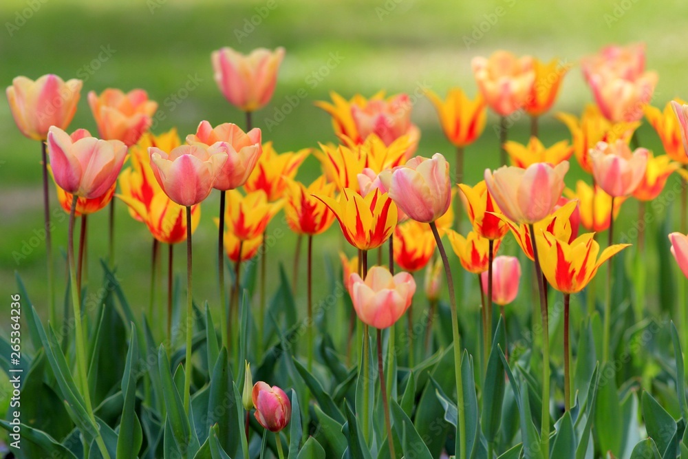 Bright tulips in the Park