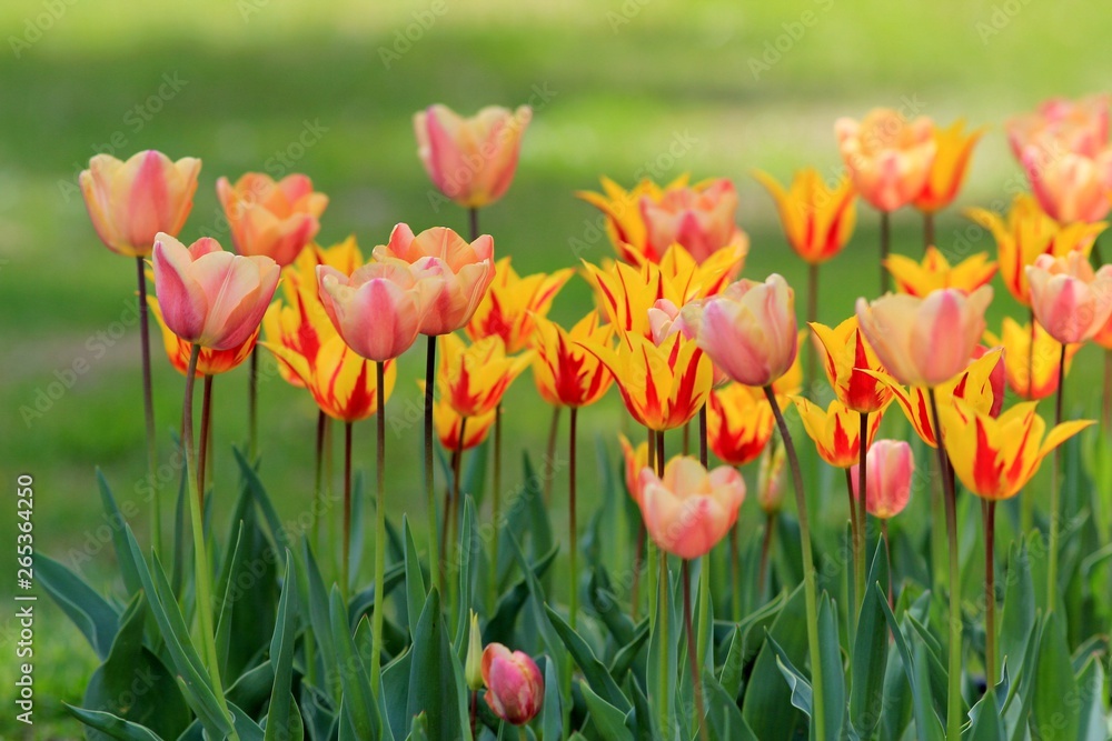 Bright tulips in the Park