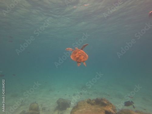 Malediven Schildkröte © Steffen