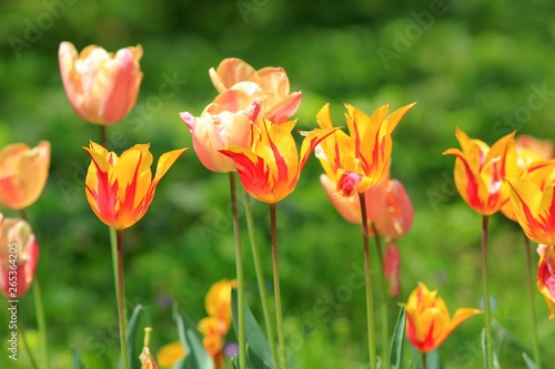 Bright tulips in the Park