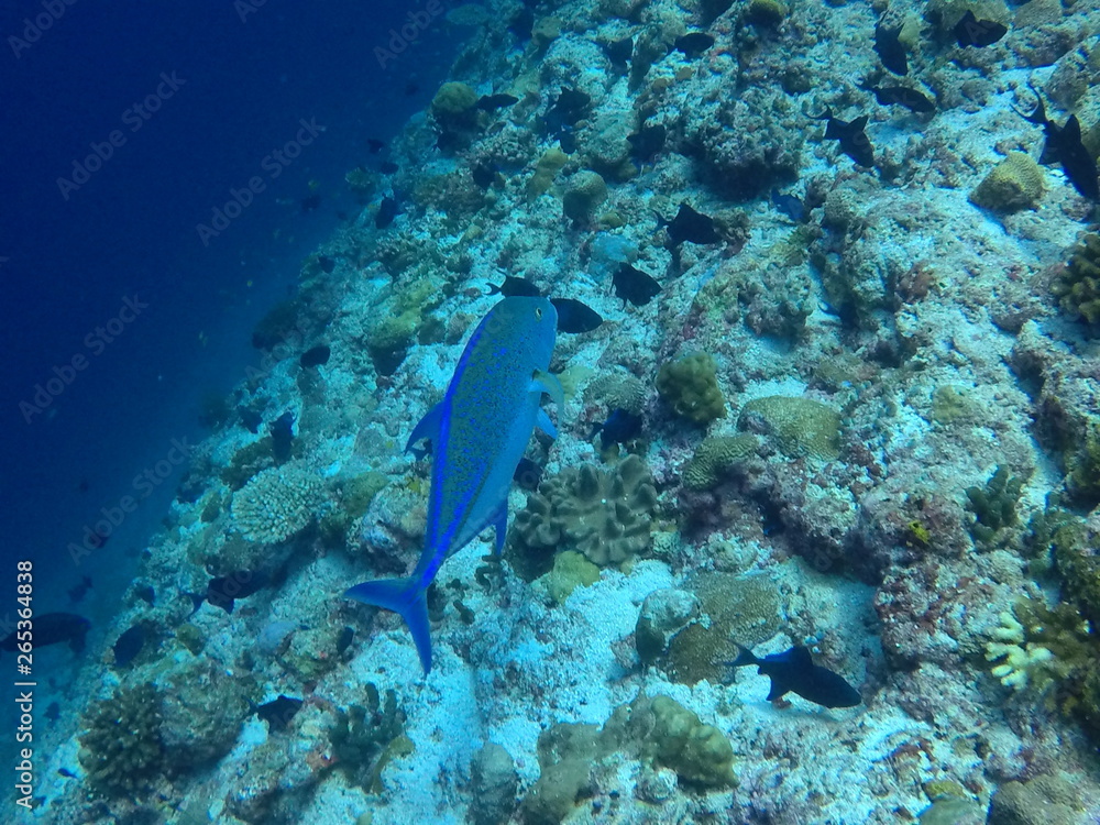 Fototapeta premium Malediven Papageifisch