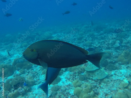 Malediven Doktorfisch