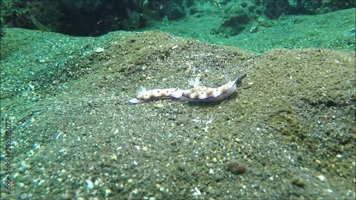 Meeresschnecke