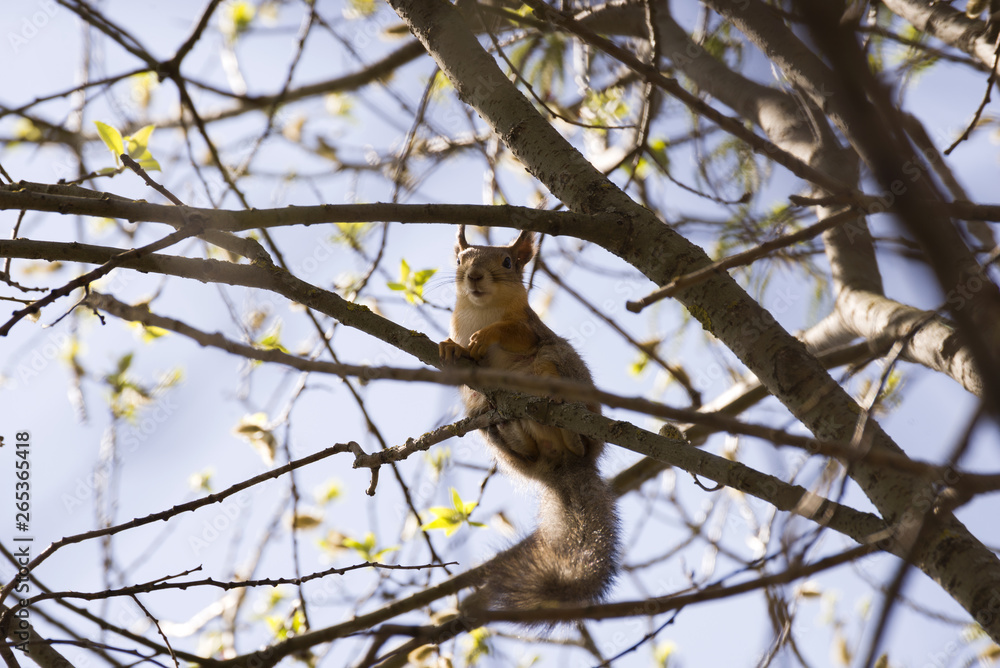 Squirrel on a branch in the forest.