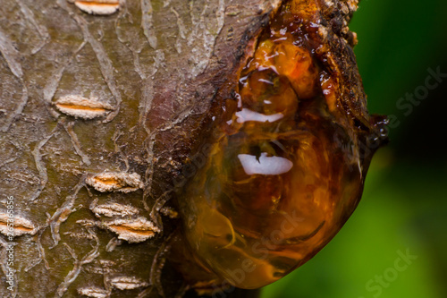 Fototapeta yellow resin on peach-tree close-up