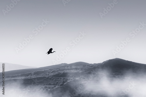 bird flying over minimal landscape with hills and mist, serene landscape