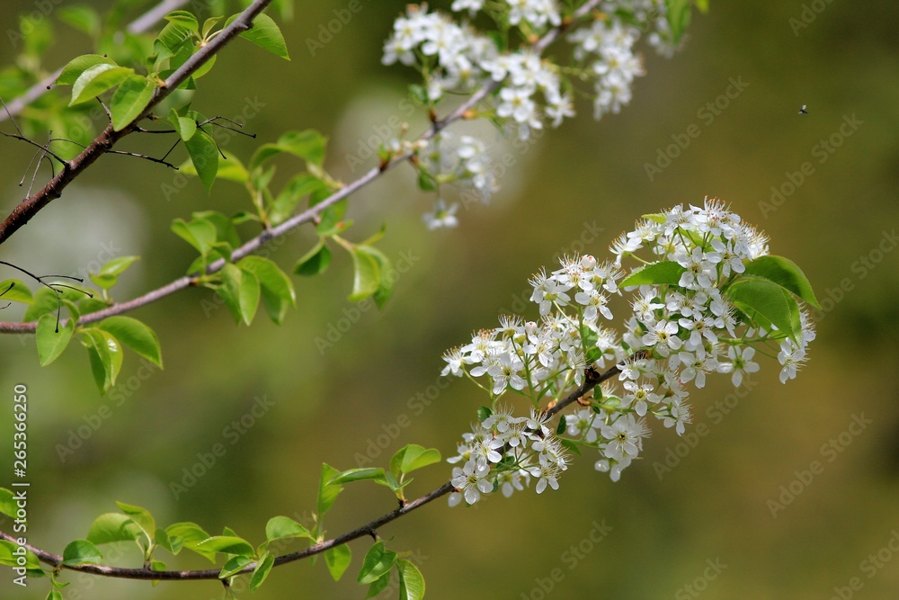 Flowering branches of Prunus in the Park Flowering branches of Prunus in the Park