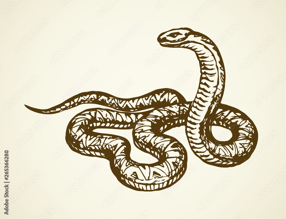 Fototapeta premium Snake. Vector drawing
