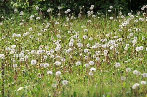 White dandelions blooming in the forest