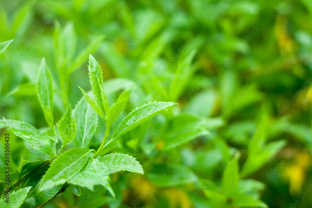 Lush green leaves background with rain drops Lush green leaves background with rain drops