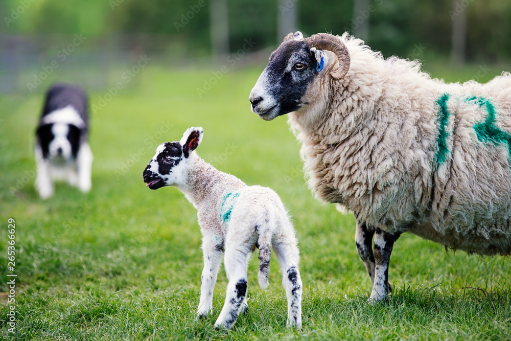 Ewe and her adorable lamb in a field being herded by a sheepdog Ewe and her adorable lamb in a field being herded by a sheepdog