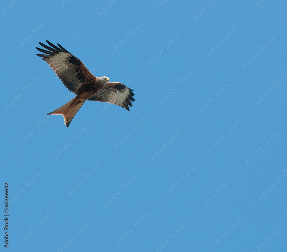 Obraz premium Red kite in flight