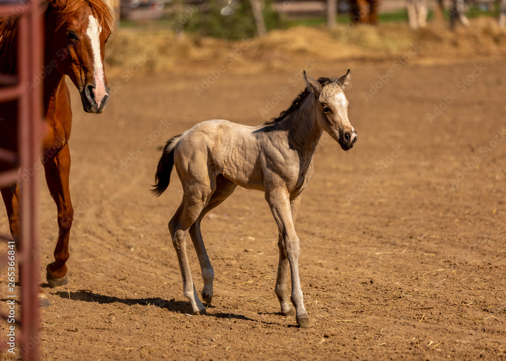 mare and foal mare and foal