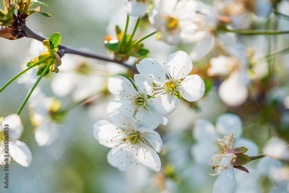 Close up beautiful flowers of cherry on branch Close up beautiful flowers of cherry on branch