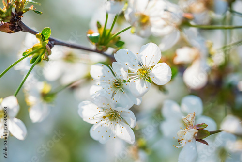 Close up beautiful flowers of cherry on branch