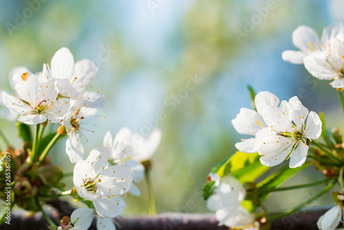 Close up beautiful flowers of cherry on branch