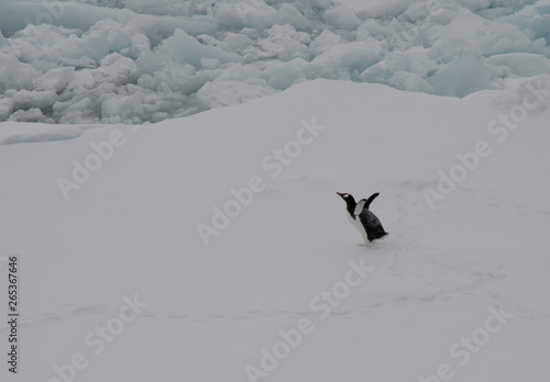 penguin at the antarctica opening its mouth