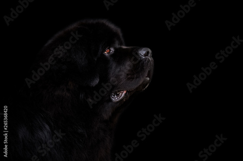Newfoundland dog over black background