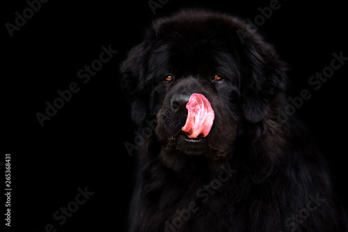 Newfoundland dog over black background