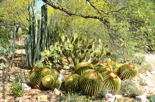 Desert plants landscape in botanical garden Phoenix Arizona USA photo