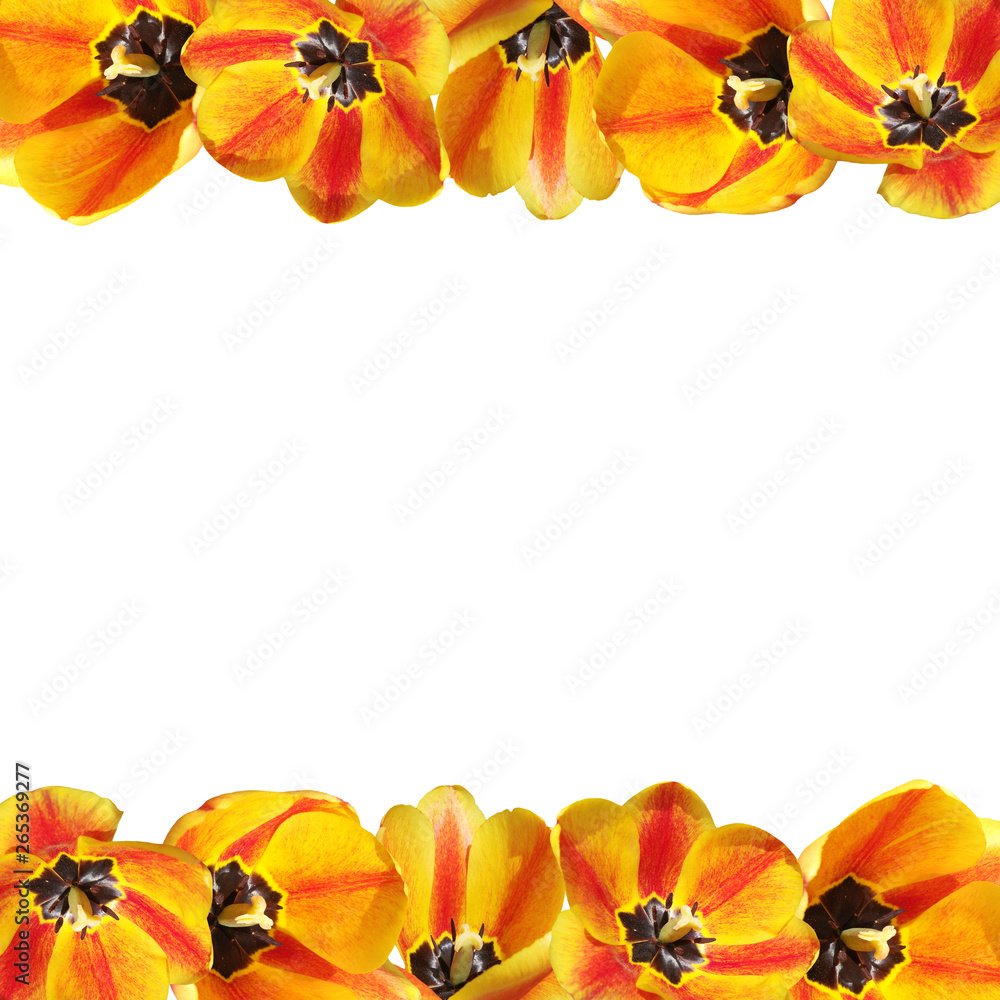 Obraz premium Beautiful floral background of yellow tulips. Isolated 
