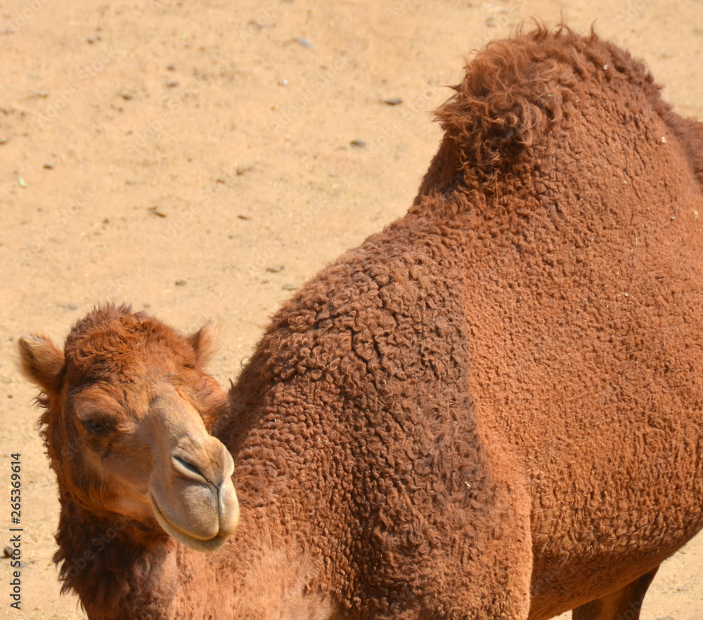Camel is an ungulate within the genus Camelus, bearing distinctive fatty  deposits known as humps on