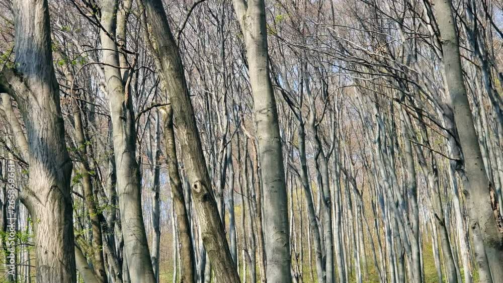 Background Panorama of the trees in the spring forest Background Panorama of the trees in the spring forest