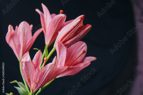 Bouquet of pink lily flowers in the rays of light on a black background. fresh buds of a flowering plant close-up  copy space. studio shot. the plot of the holiday card