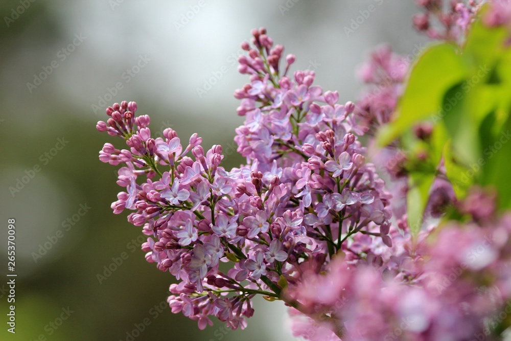 Blooming lilac close-up