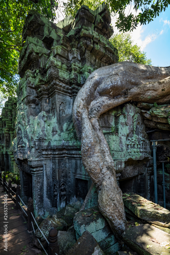 Overgrown ruins and beautiful sunlight at the Ta Prohm temple, Angkor Wat, Siem Reap, Cambodia