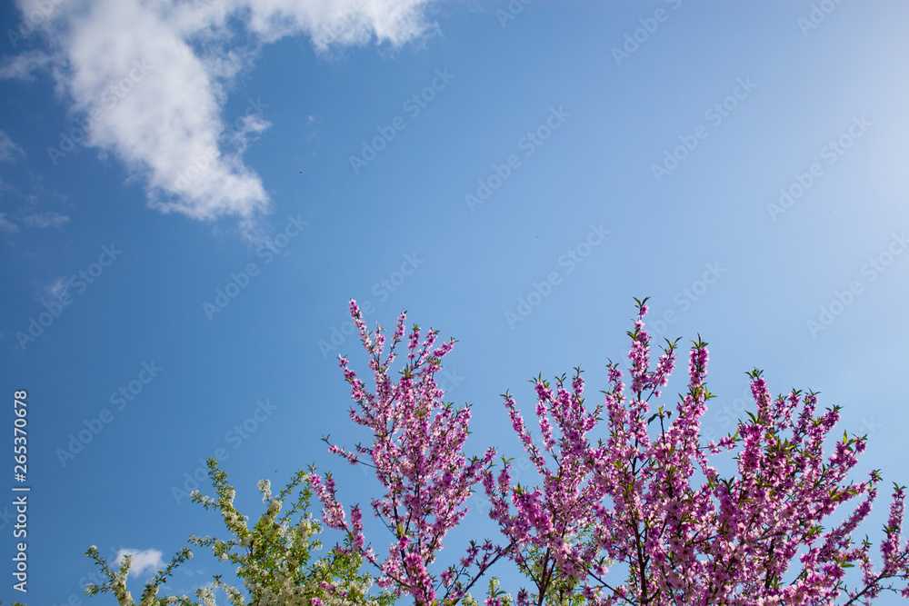pink flowers and blue sky. spring flowers. pink flowers and blue sky. spring flowers.