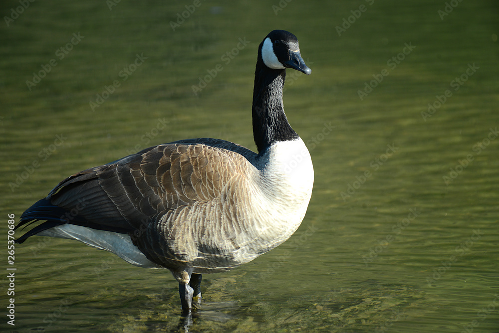 Obraz premium Wildgans am See