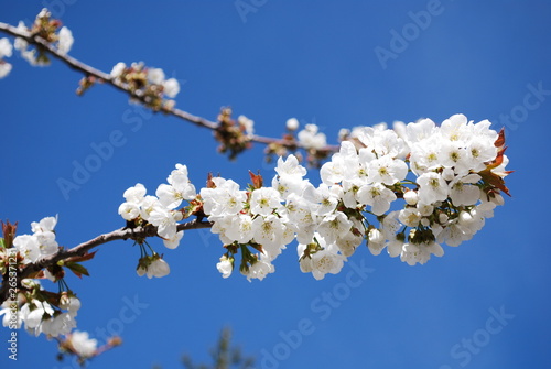 Sakura cherry blossom with blue sky
